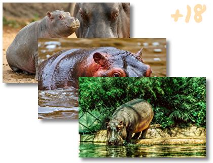 Hippo theme pack
