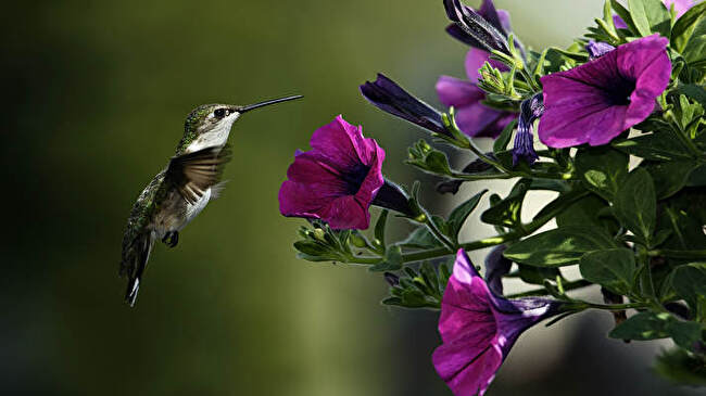 Hummingbird background 1