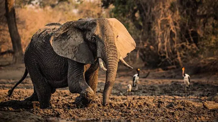 Afryka motyw dla Windows 10 Obraz pokazu slajdów 2