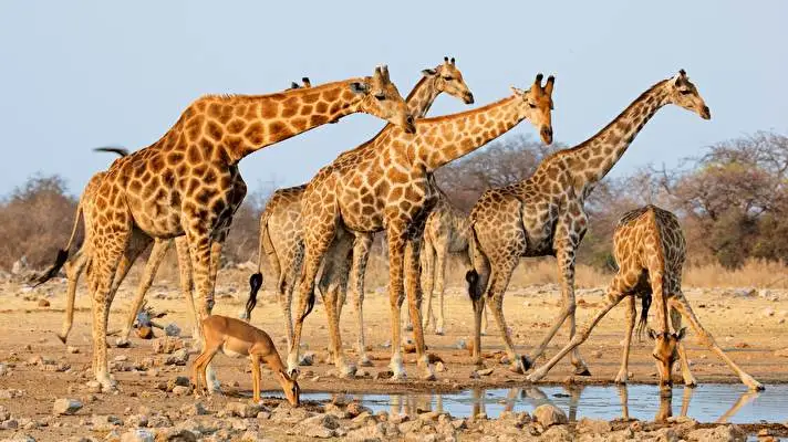 Afryka motyw dla Windows 10 Obraz pokazu slajdów 4