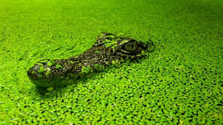 Alligator theme for Windows 10 Slideshow image 1