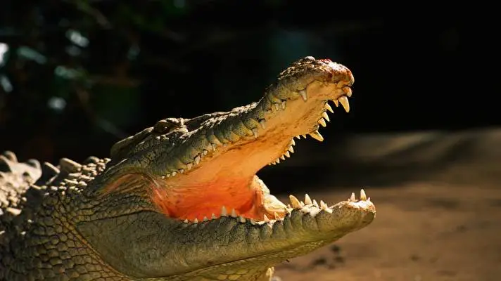 Alligator theme for Windows 10 Slideshow image 4