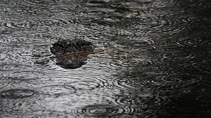 Alligator theme for Windows 10 Slideshow image 5