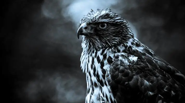 Animal theme for Windows 10 Slideshow image 4