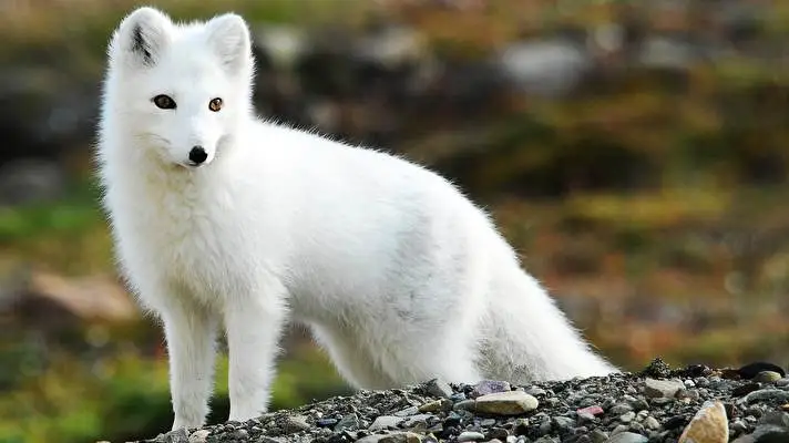 Arctic Fox theme for Windows 10 Slideshow image 1