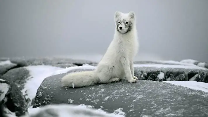 Arctic Fox theme for Windows 10 Slideshow image 3