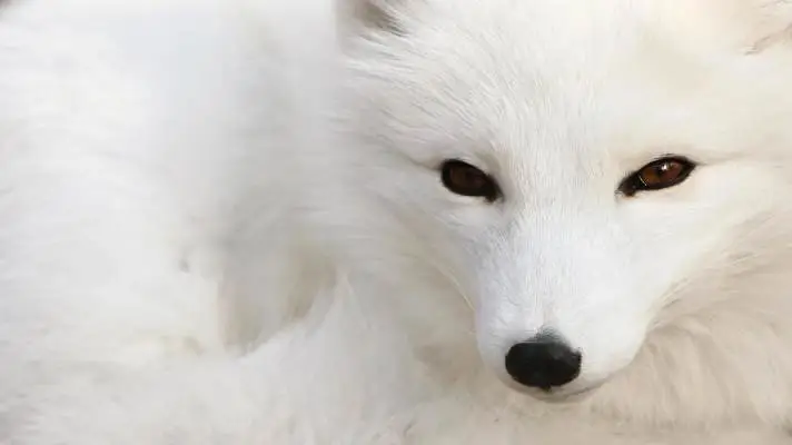 Arctic Fox theme for Windows 10 Slideshow image 4