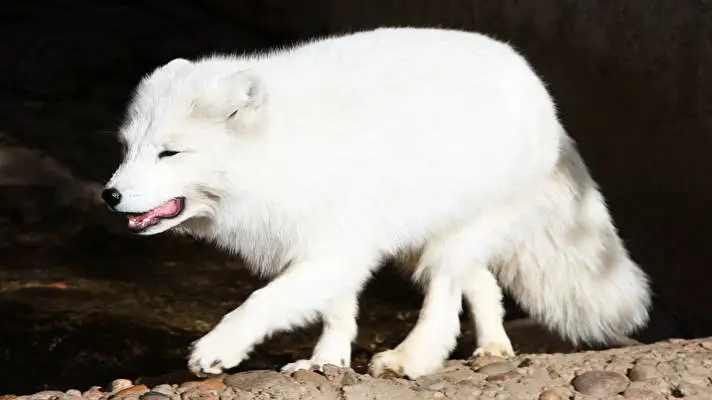 Arctic Fox theme for Windows 10 Slideshow image 5