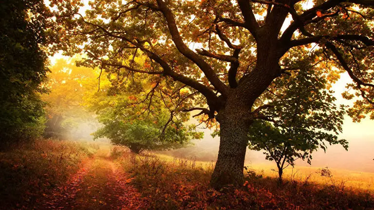 Autumn theme for Windows 10 Slideshow image 4