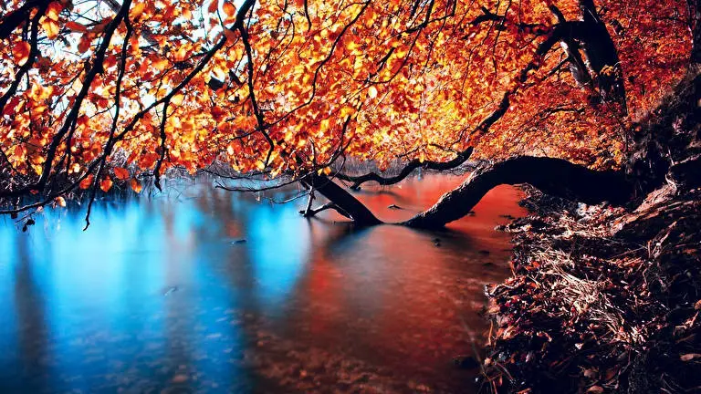 Autumn Leaning In The River theme for Windows 10 Slideshow image 1