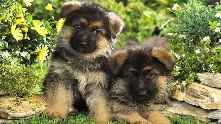 Baby Animals theme for Windows 10 Slideshow image 2