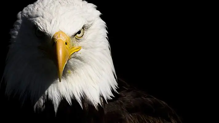Bald Eagle theme for Windows 10 Slideshow image 1