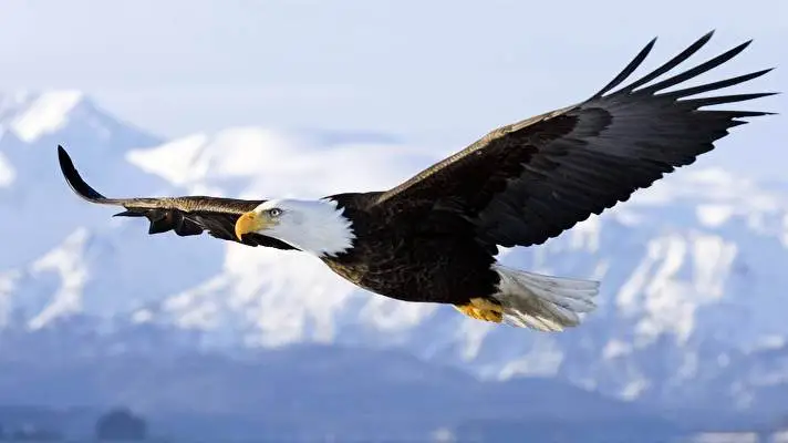 Bald Eagle theme for Windows 10 Slideshow image 2