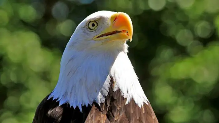 Bald Eagle theme for Windows 10 Slideshow image 3