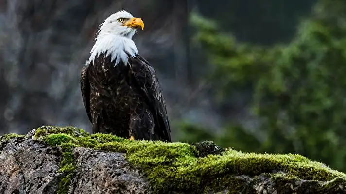 Bald Eagle theme for Windows 10 Slideshow image 4