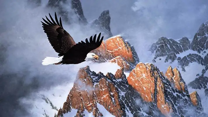 Bald Eagle theme for Windows 10 Slideshow image 5