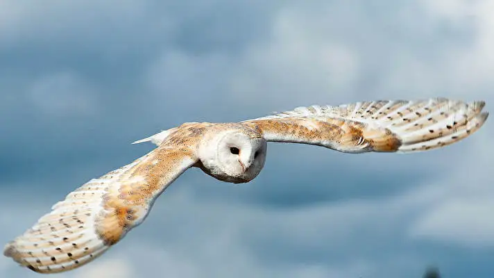 Barn Owl theme for Windows 10 Slideshow image 3