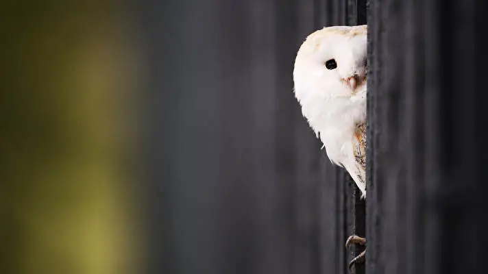 Barn Owl theme for Windows 10 Slideshow image 4