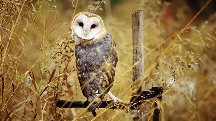 Barn Owl theme for Windows 10 Slideshow image 5