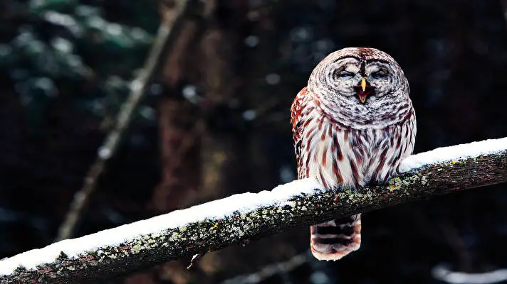Barred Owl theme for Windows 10 Slideshow image 1