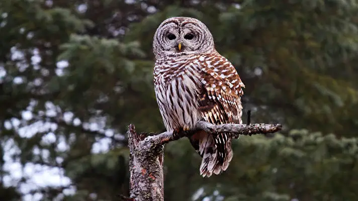 Barred Owl theme for Windows 10 Slideshow image 3