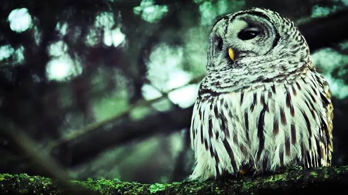 Barred Owl theme for Windows 10 Slideshow image 4