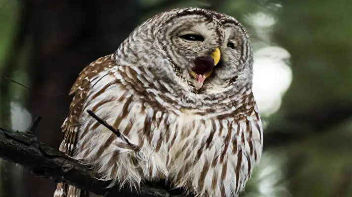 Barred Owl theme for Windows 10 Slideshow image 5