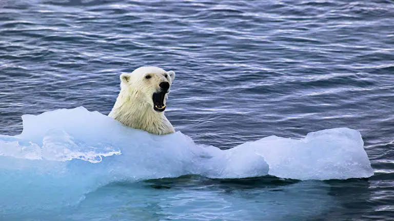 Bear theme for Windows 10 Slideshow image 2