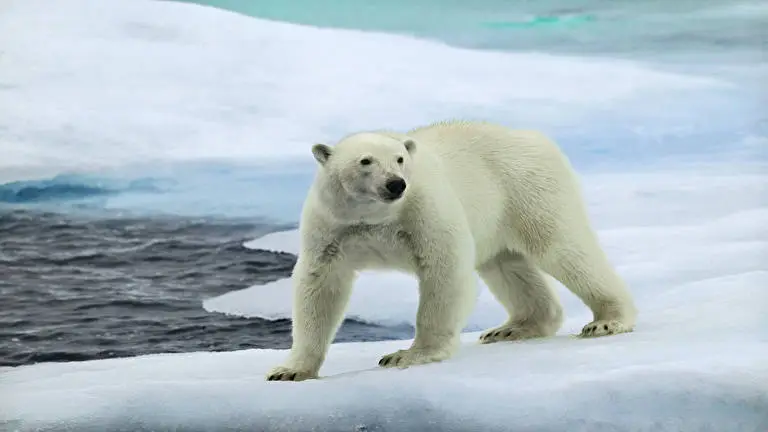 Bear theme for Windows 10 Slideshow image 3