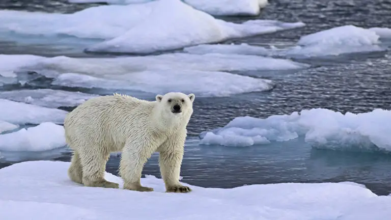 Bear theme for Windows 10 Slideshow image 4