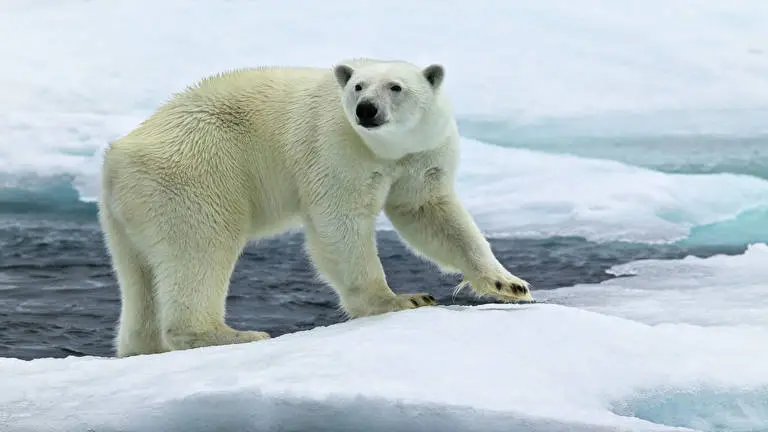 Bear theme for Windows 10 Slideshow image 5