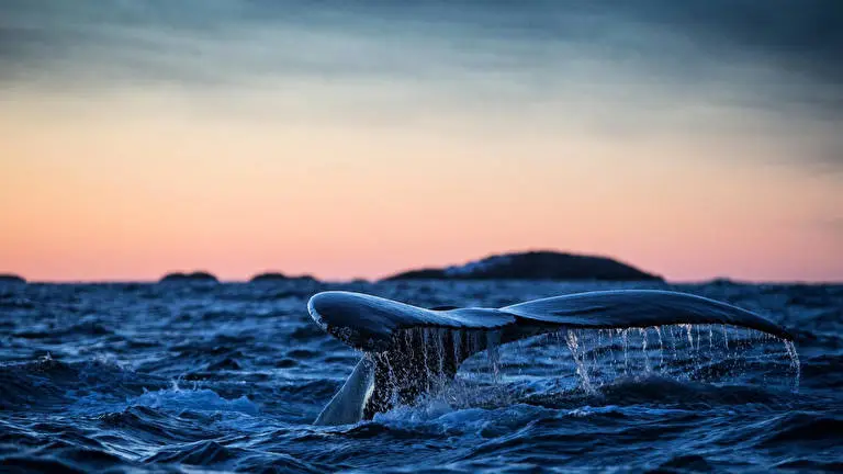 Best Ultra HD 4K theme for Windows 10 Slideshow image 4