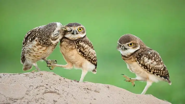 Ptáci motiv pro Windows 10 Obrázek prezentace 2