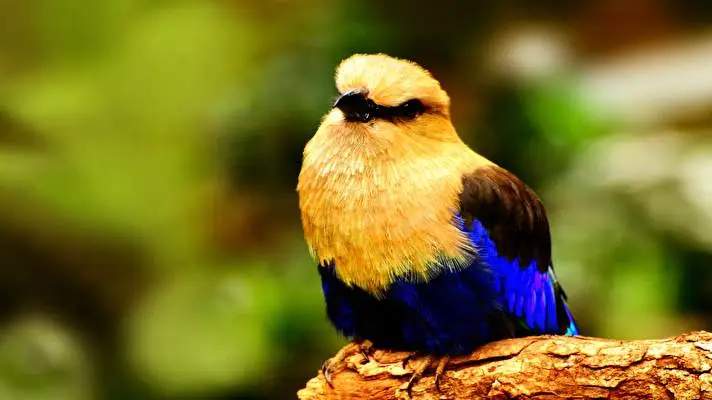 Ptáci motiv pro Windows 10 Obrázek prezentace 4