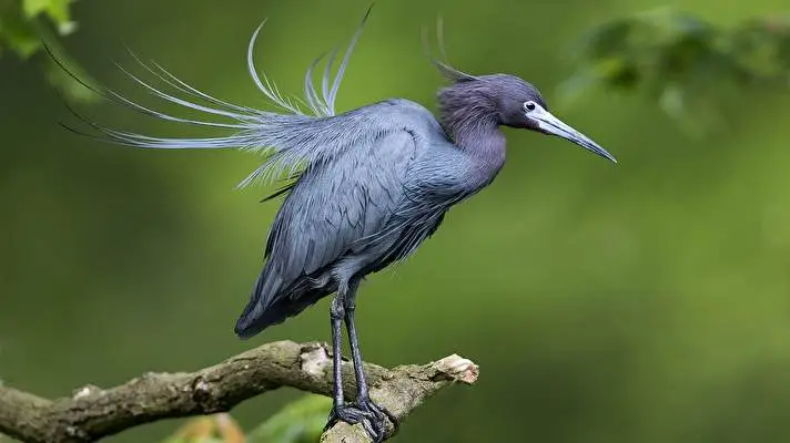 Ptáci motiv pro Windows 10 Obrázek prezentace 5