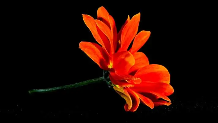 黒い花 Windows 10用テーマ スライドショー画像 1