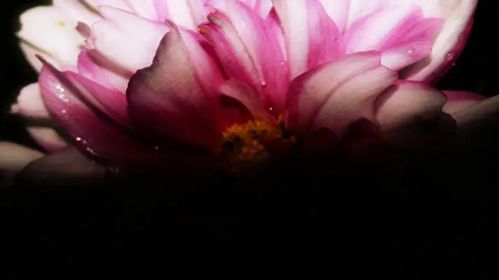 黒い花 Windows 10用テーマ スライドショー画像 2