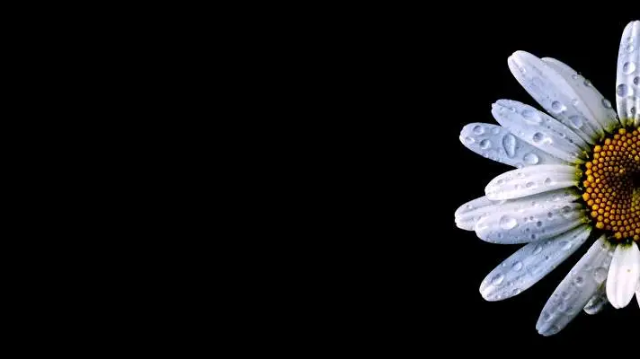 黒い花 Windows 10用テーマ スライドショー画像 3