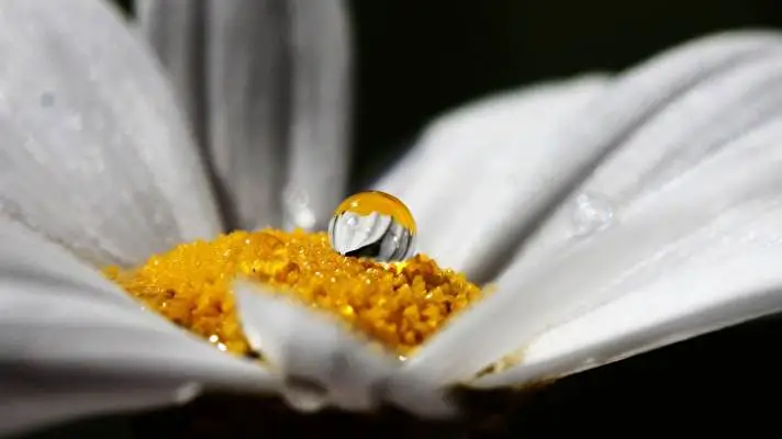 黒い花 Windows 10用テーマ スライドショー画像 4