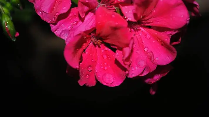 黒い花 Windows 10用テーマ スライドショー画像 5