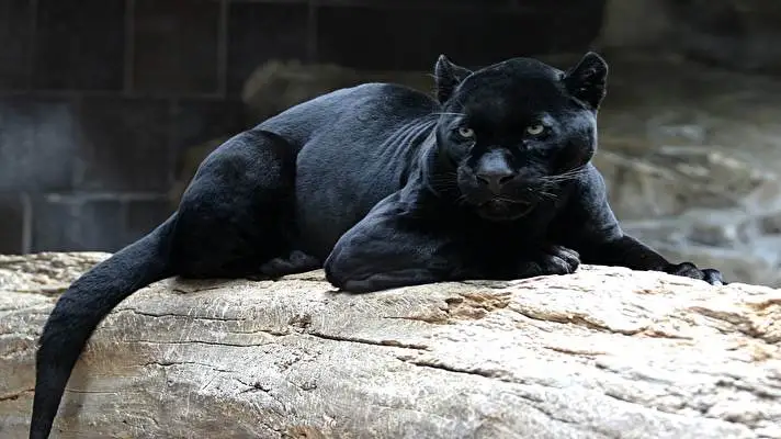 Black Panther theme for Windows 10 Slideshow image 3