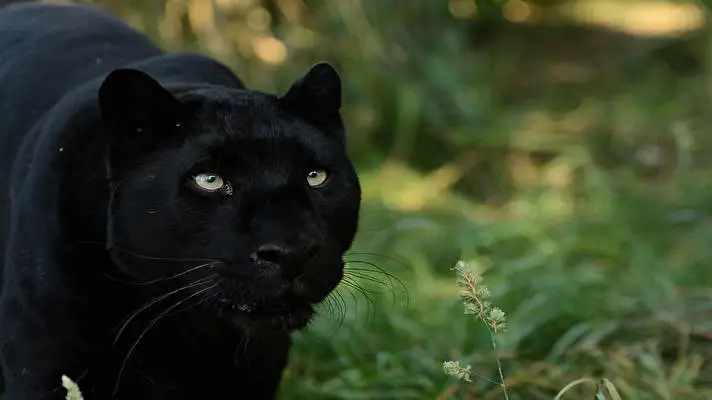 Black Panther theme for Windows 10 Slideshow image 4