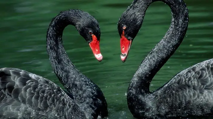Black Swan theme for Windows 10 Slideshow image 1