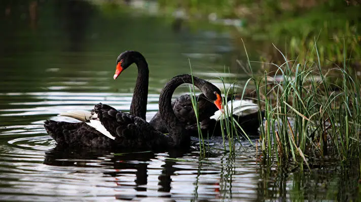 Black Swan theme for Windows 10 Slideshow image 2