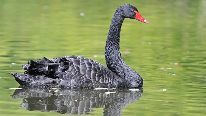 Black Swan theme for Windows 10 Slideshow image 3