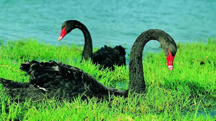 Black Swan theme for Windows 10 Slideshow image 4