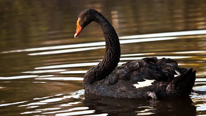 Black Swan theme for Windows 10 Slideshow image 5
