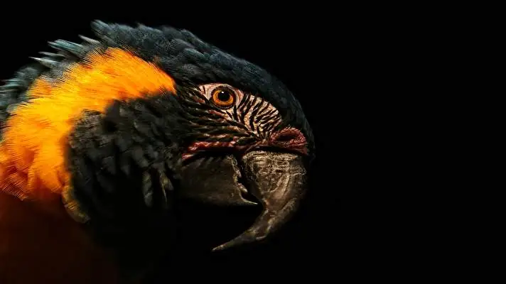 Blue and Yellow Macaw theme for Windows 10 Slideshow image 1