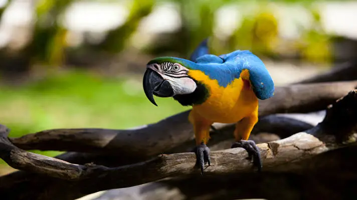 Blue and Yellow Macaw theme for Windows 10 Slideshow image 2