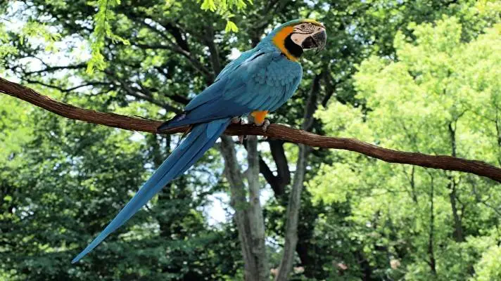Blue and Yellow Macaw theme for Windows 10 Slideshow image 4